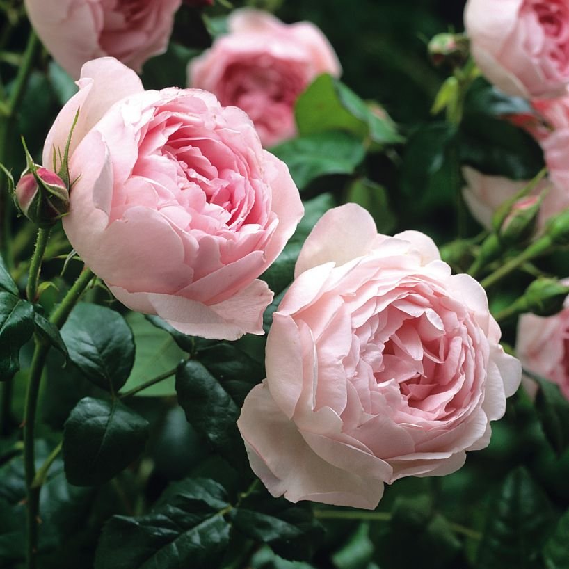 Парковые Розы: ТОП Лучших Сортов для Сада | + Фото